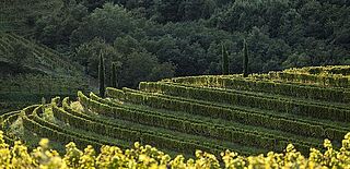 Weinberg Gravner mit Rebzeilen