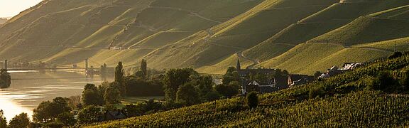 Blick auf die Weinfelder an der Mosel