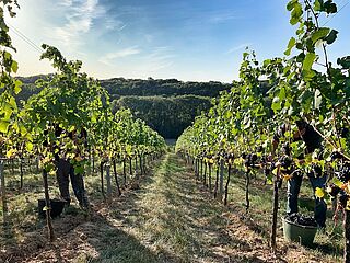 Blick zwischen die Rebzeilen