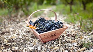 Cabernet Trauben in einem Korb