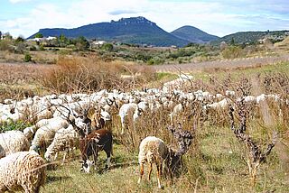 Weinberg von Cassagne et Vitailles
