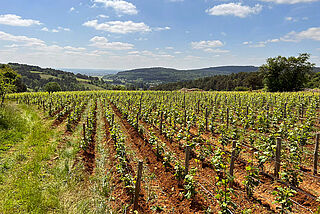 Weinberge Decelle et Fils