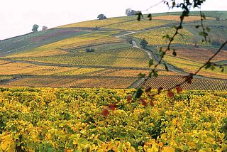 Weinberg Corbillieres