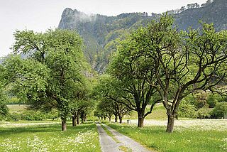 Gantenbein, Allee auf dem Grundstück des Weinguts