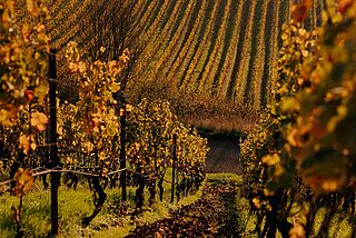 Vingård på vingården Gunderloch Vingård på vingården Gunderloch