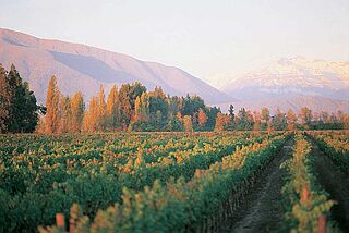 Weinberge von Vina Almaviva mit Gebirge im Hintergrund