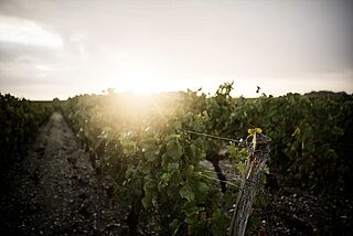 Weinfeld Batailley bei Sonnenschein