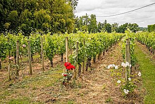 Weinfeld, Chateau La Fleur vingård