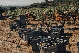 Dominio del Challaos høstarbejde