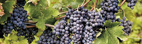 Weinreben