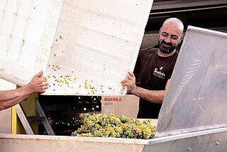 Arbejdere ved druehøsten