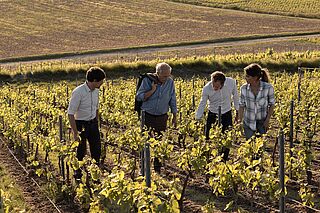Die Weinfelder von Alain Thienot