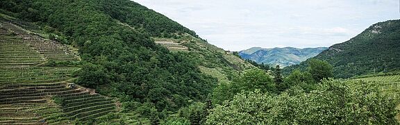 Wachau Weinberge
