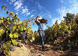 Ernte bei Garage Wine in Chile
