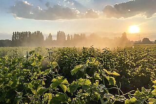 Weinfeld Domaine des Huards bei Sonnenaufgang