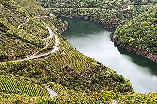 Bodegas Guimaro Weinberge