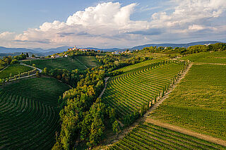 Die Weinberge von Silvio Jermann