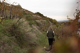 Spazierganz auf dem Weinberg