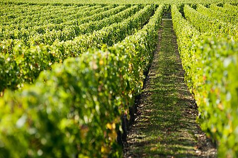 Pomerol Platzhalterbild