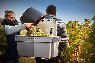 Lese bei Domaine Vacheron