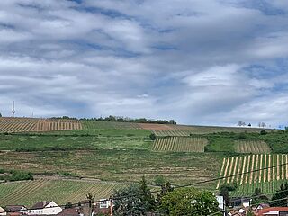 Blick auf ein Weinfeld