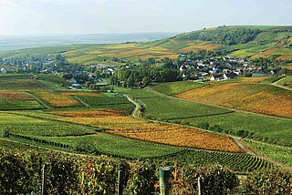 Weinberge Panorama in Touraine Loire