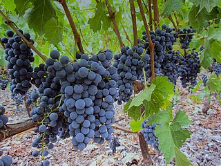 Weintrauben bei Cloudburst