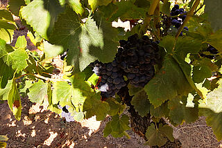 Druer på vinstokken