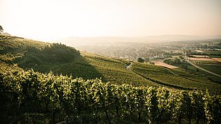 Weinberge in Baden