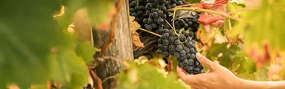 Trauben werden abgeschnitten im Weinberg