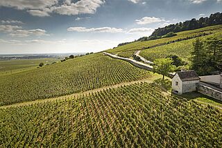 Weingut von Domaine des Lambrays