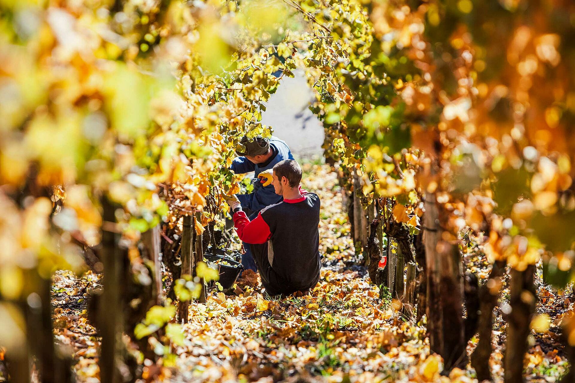 Peter Lauer Mosel Wein