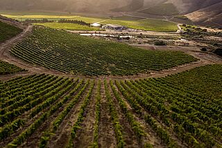 Weinberge von Au Bon Climat