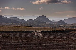 Weinfeld Viña Zorzal mit Weinbergen im Hintergrund
