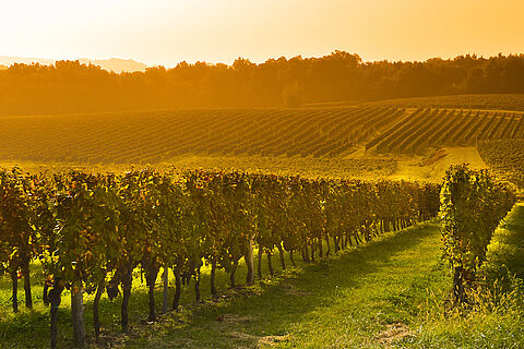 Weingut bei Sonnenuntergang