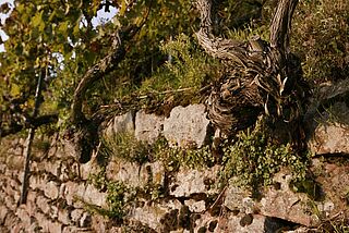 Steintal Weinberg Reben im Weinberg von Steintal