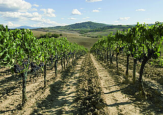 Rækker af vinstokke