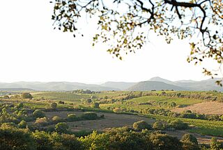 Udsigt over vinmarkerne på Domaine Les Aurelles