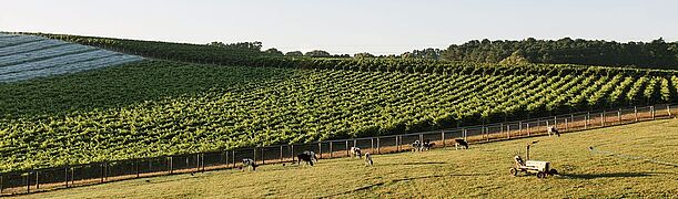 South Australia Weinberg