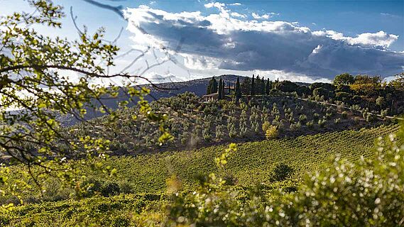 Poggio di Sotto Weinberg Toscana