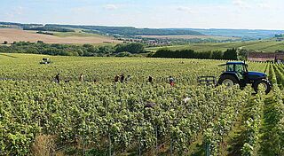 Vallée de la Marne vingård