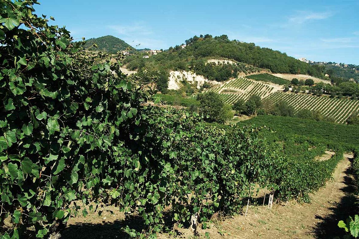 Bodegas El Grano