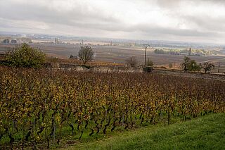 Weinberg der Domaine Pierre Morey Weinberg der Domaine Pierre Morey