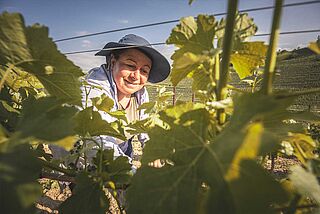 Arbeit in den Weinbergen von Prunotto