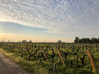 Weinfelder von Jean Faure