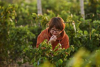 Fang auf dem Weingut Kanaan bei der Weinlese