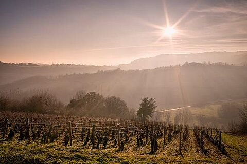 Côte de Beaune 