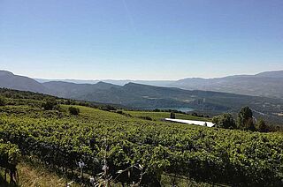 Weinberge Castell d’Encus