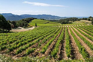 Weinberge von Domaine des Escaravailles