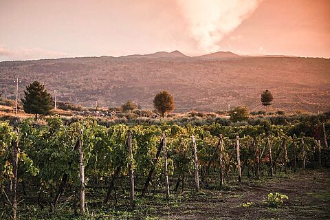 Weingut, Weinberge Tascante bei Abenddämmerung 